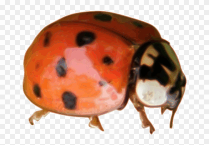 Ladybug Clipart