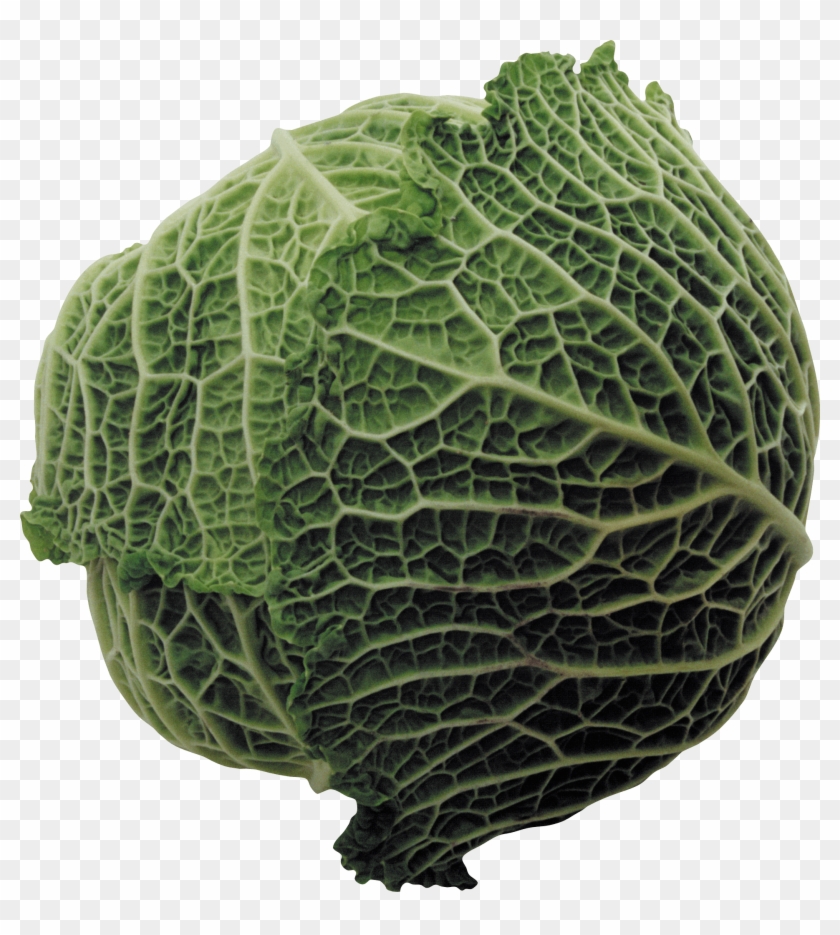 Large Cabbage - Couve De Bruxelas Png Clipart #152988
