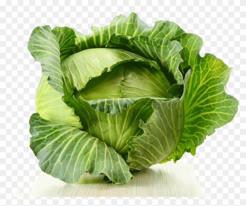 Cabbage Png Image - Mot So Loai Rau Clipart #153112