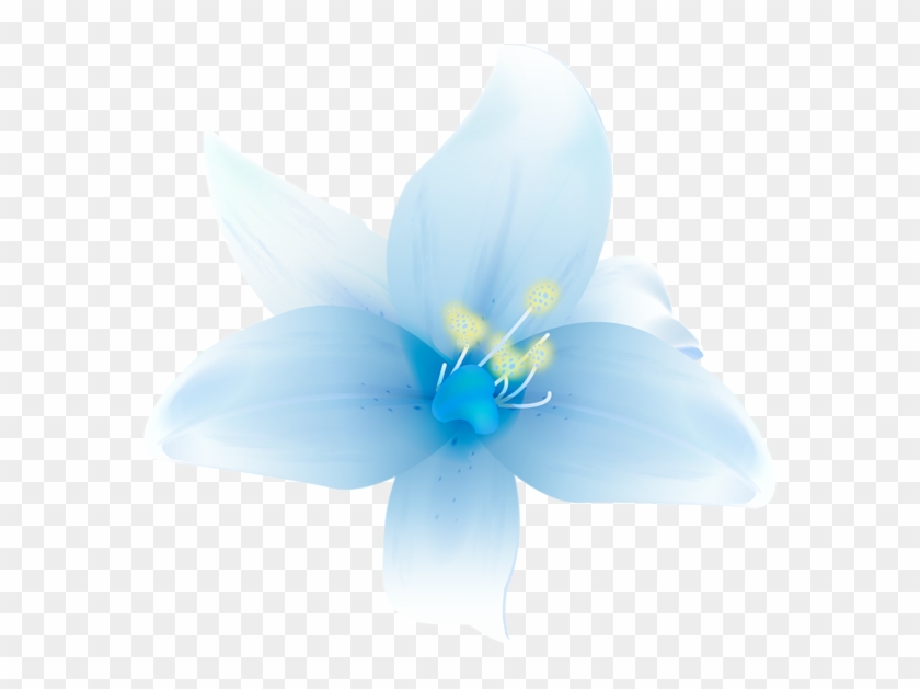 Large White Lilium Clipart - White Blue Flower Png Transparent Png #153136