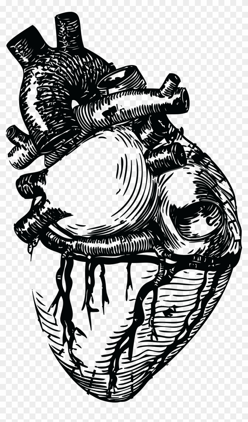 Real Human Heart Drawing At Getdrawings - Realistic Heart Line Art Clipart