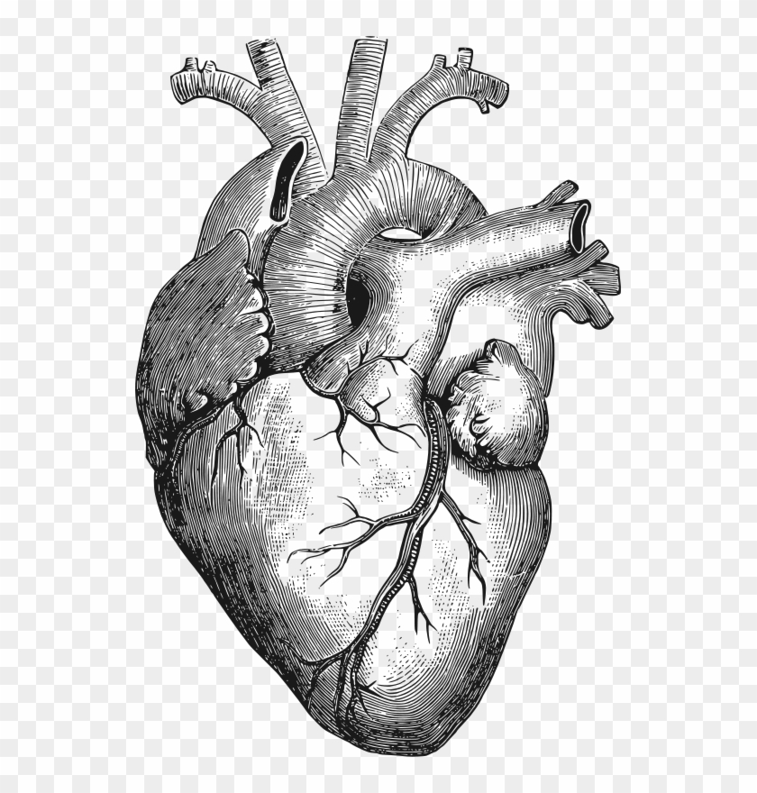 Anatomical Heart By Gustavorezende - Anatomical Heart Drawing Clipart