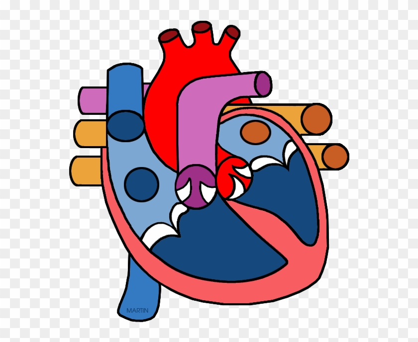 Real Human Heart Clipahuman Heart Png - Heart Circulatory System Clipart Transparent Png #153501