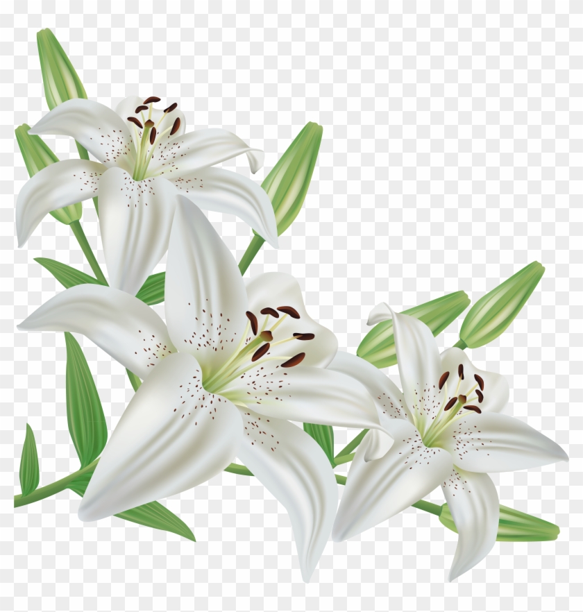 Lily Icon - White Lily Flower Png Clipart #153527