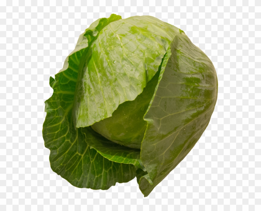 Cabbage - Collard Greens Clipart #153576