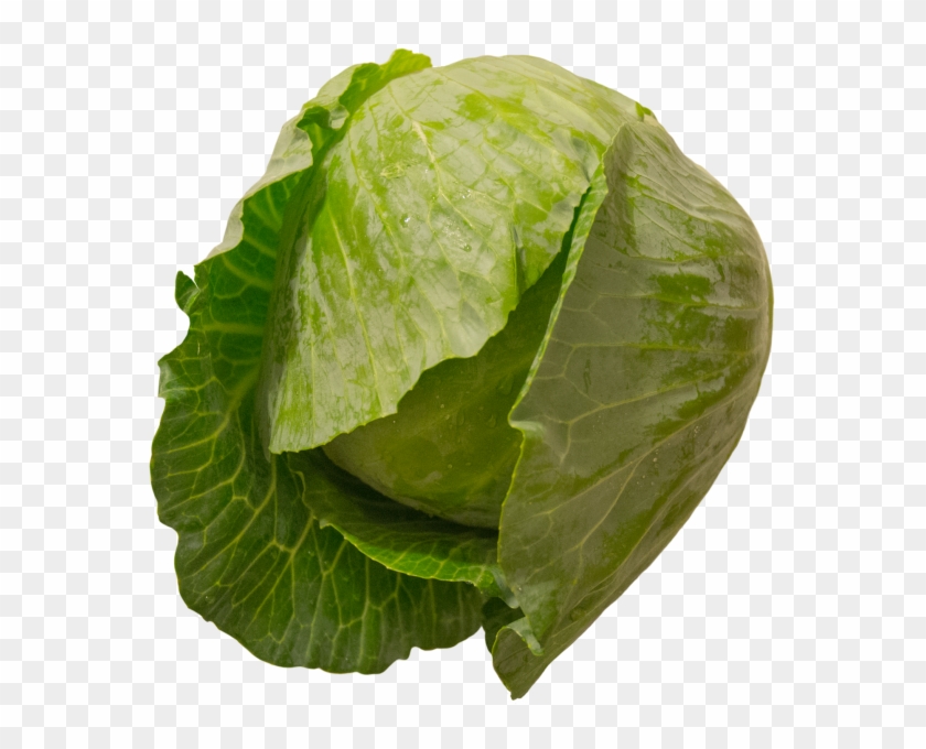 Cabbage - Collard Greens Clipart
