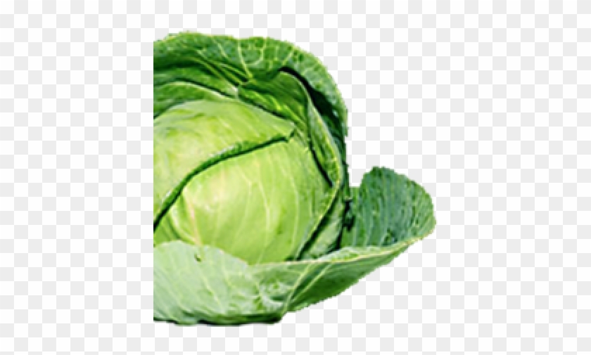 Brussel Sprout Transparent Background Clipart