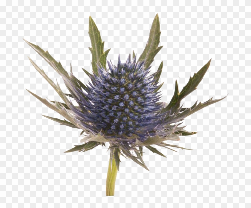 Thistle Transparent Background Png Clipart