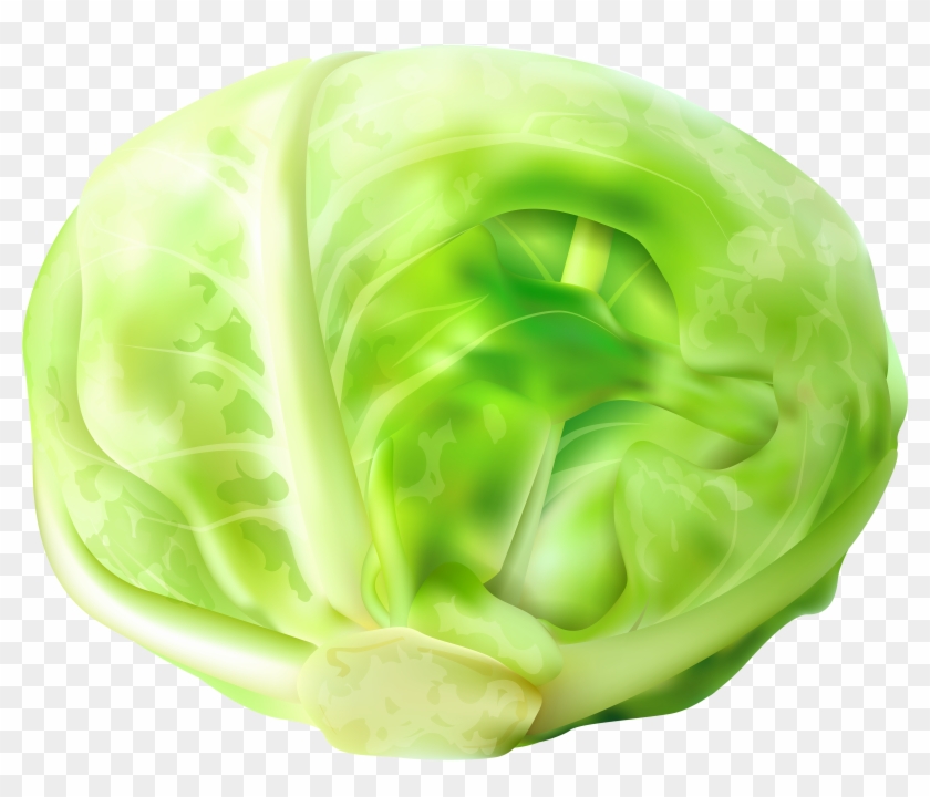 Cabbage Clipart