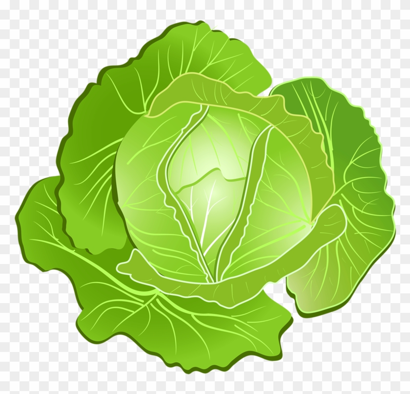 Repolho - Transparent Background Lettuce Clipart - Png Download #154329