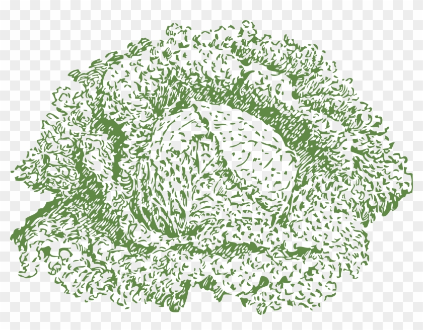 This Free Icons Png Design Of Savoy Cabbage Clipart #154415