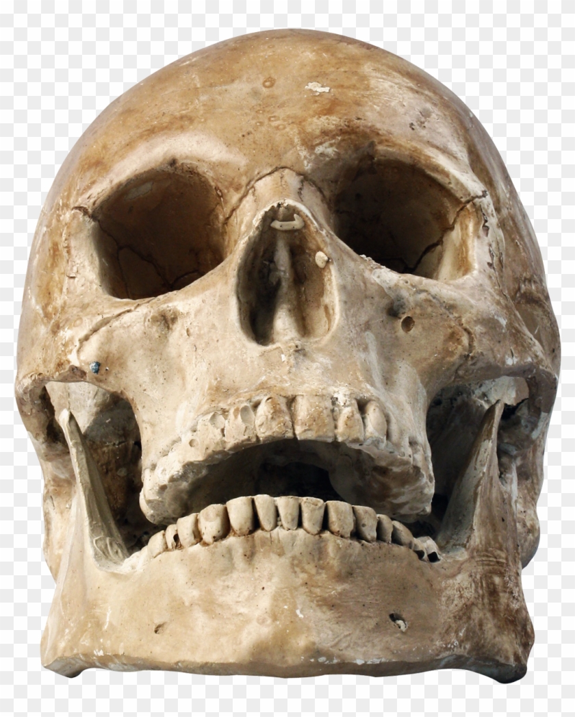Skull Png Transparent Image - Human Skull Png Clipart #154791