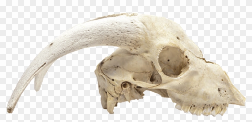 Cabinet Of Curiosities - Animal Skull Png Clipart #155581