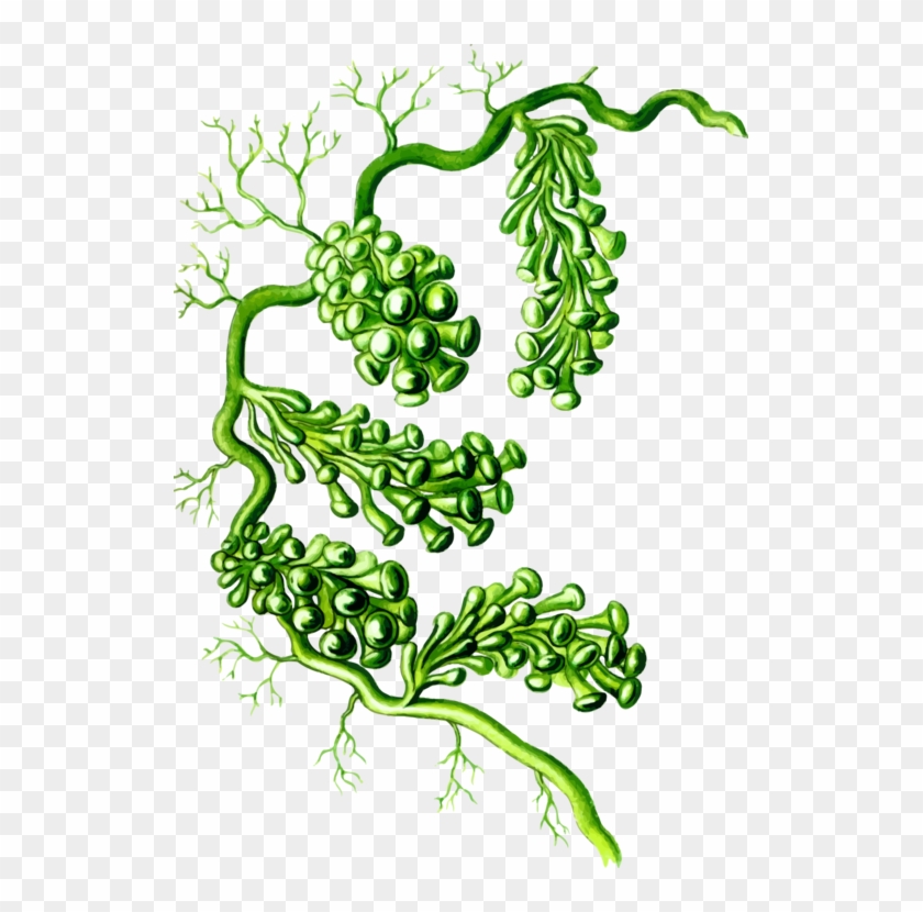 Caulerpa Racemosa Art Forms In Nature Algae Seaweed - Caulerpa Racemosa Png Clipart