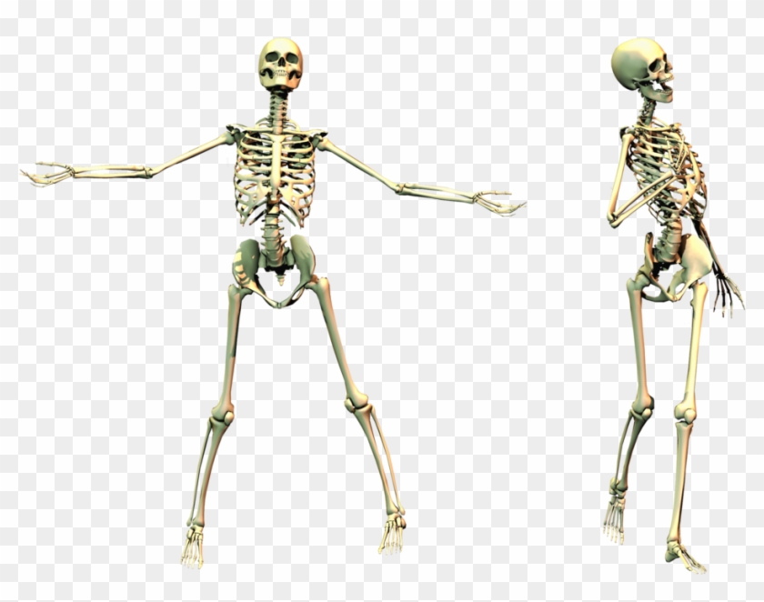 Download - Skeleton On Transparent Background Clipart