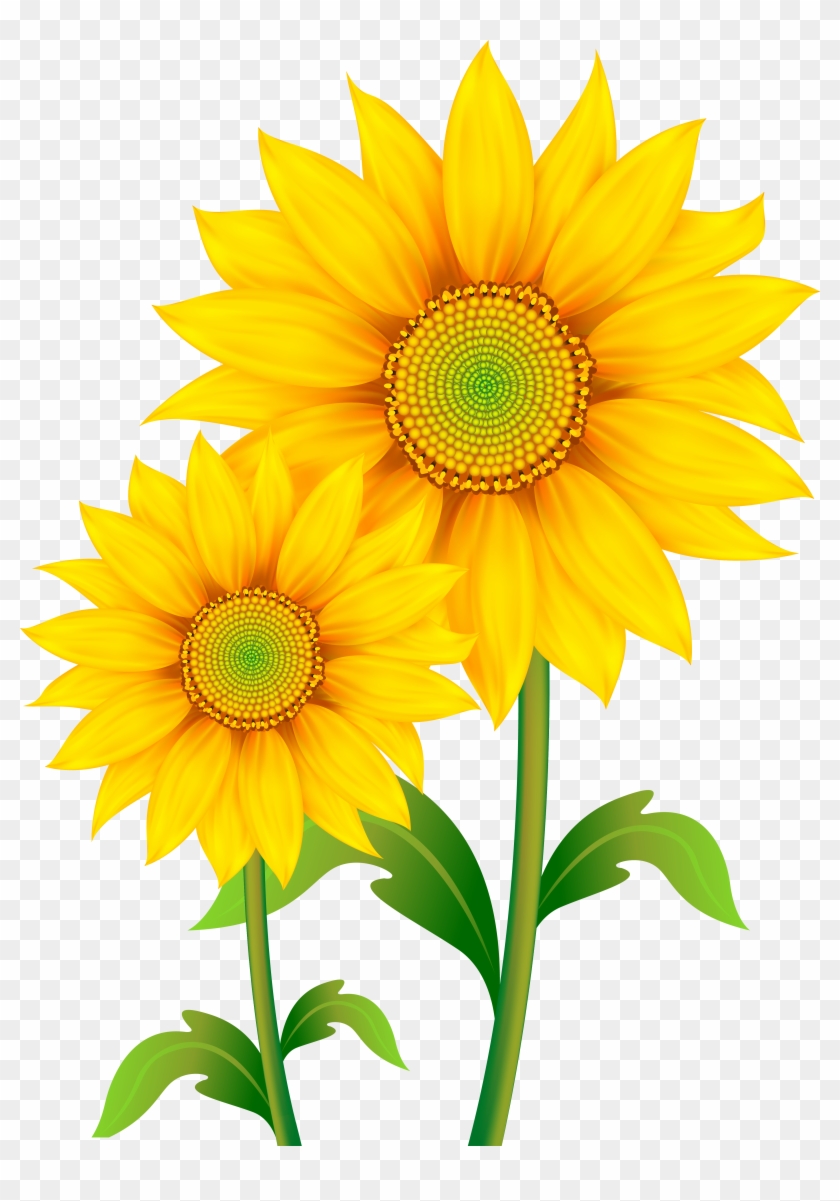 Sunflower Clipart Corner Border - Sunflower Clipart - Png Download
