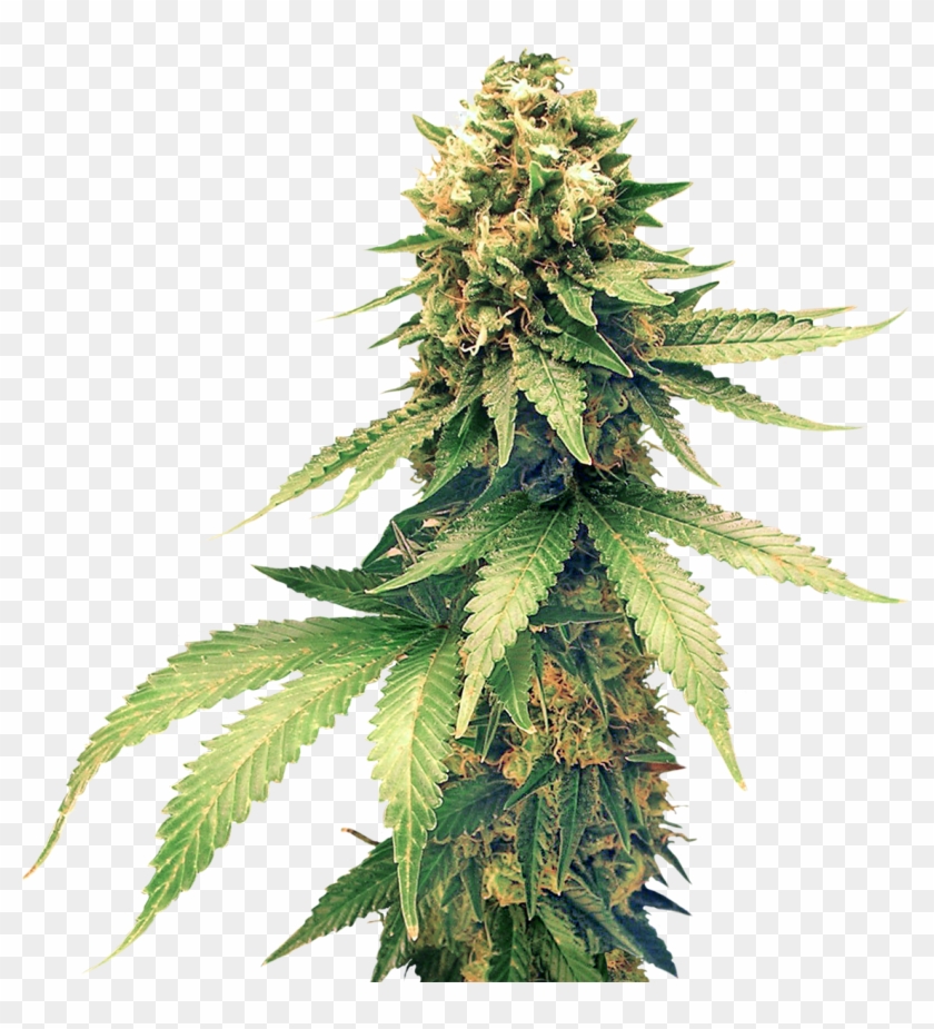 Cannabis Png Clipart - Cannabis Plant Png Transparent Png #157718