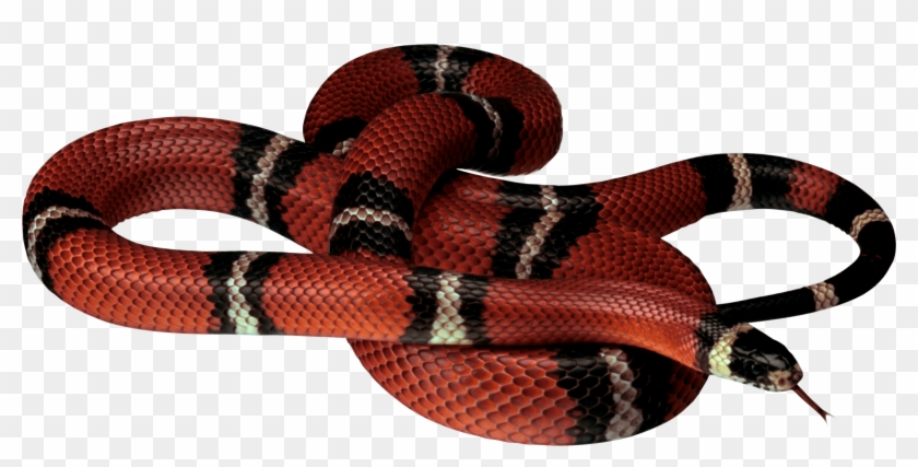 Gucci Snake Png - Black And Red Snake Png Clipart #159734