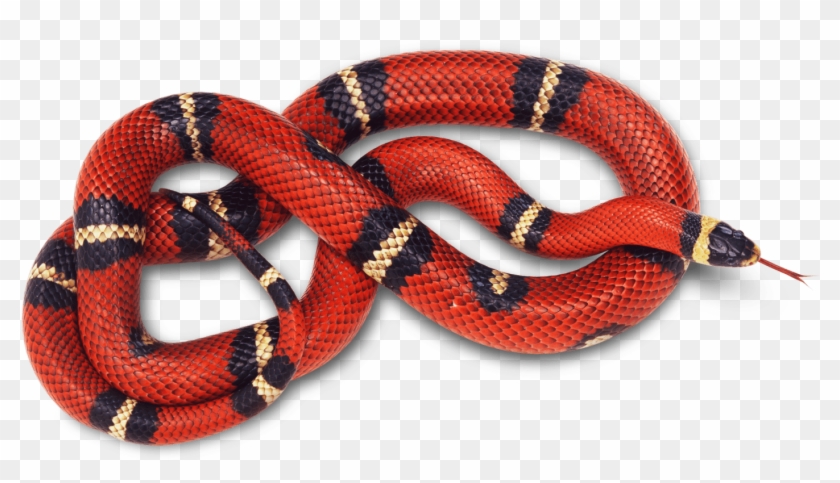 Gucci Sticker - Red Snake White Background Clipart