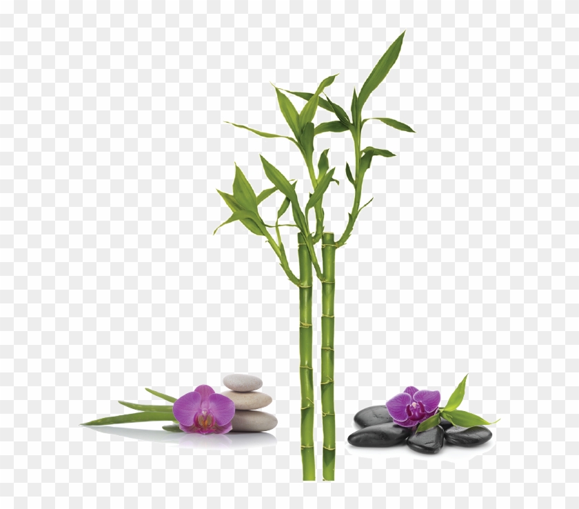 A Long Term Relationship - Spa Bamboo Transparent Clipart