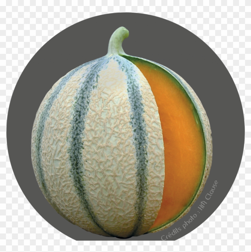 Accueil - Melon De Cavaillon Clipart #1506102
