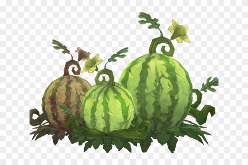 Cantaloupe Clipart Cucumber Melon - Watermelon Plant Clipart Png Transparent Png
