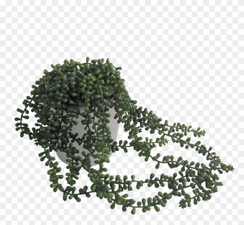 String Of Pearls Plant In Pot - Faux Potted Trailing Succulent Clipart #1507647