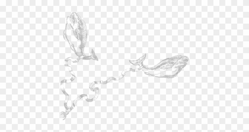 Pisces - Sketch Clipart