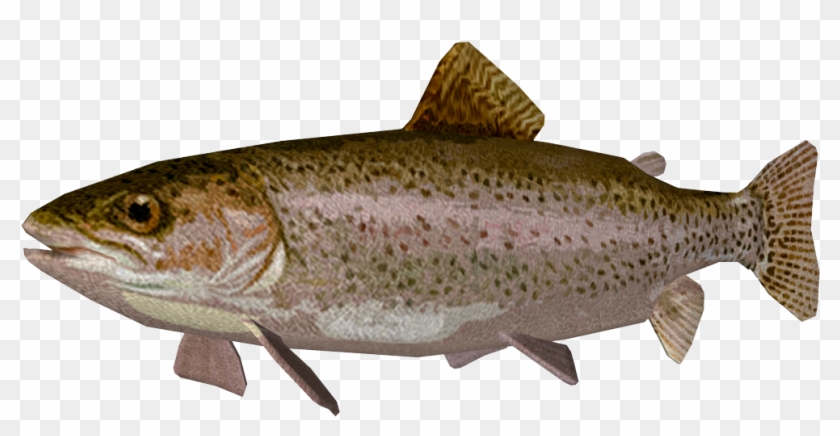 Rainbow Trout - Trout Clipart #1510116
