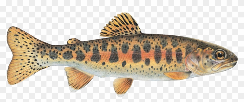 Trout Png - Redband Trout Of The Columbia River Basin Clipart #1510150