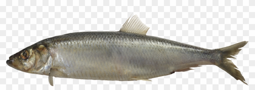 Fish Png - Giant Fish No Background Clipart