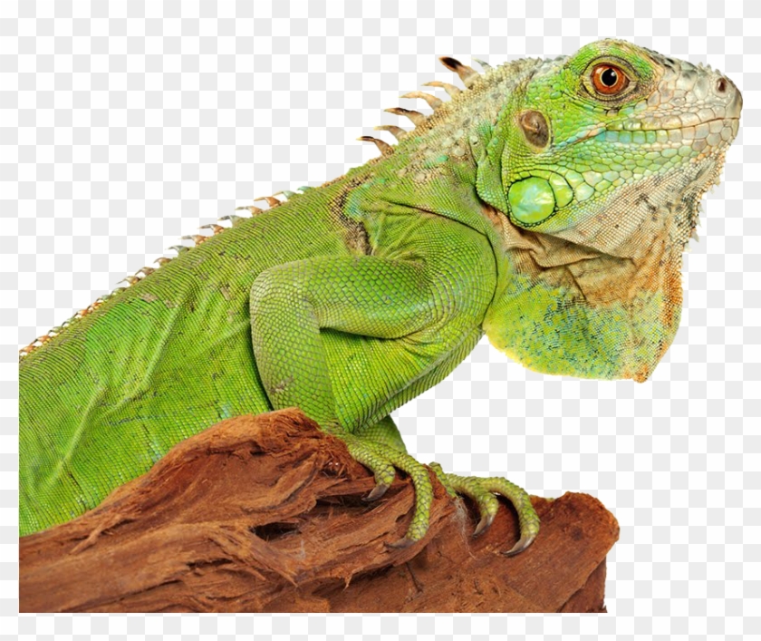 Iguana Png Photo - Iguana Png Clipart #1510295