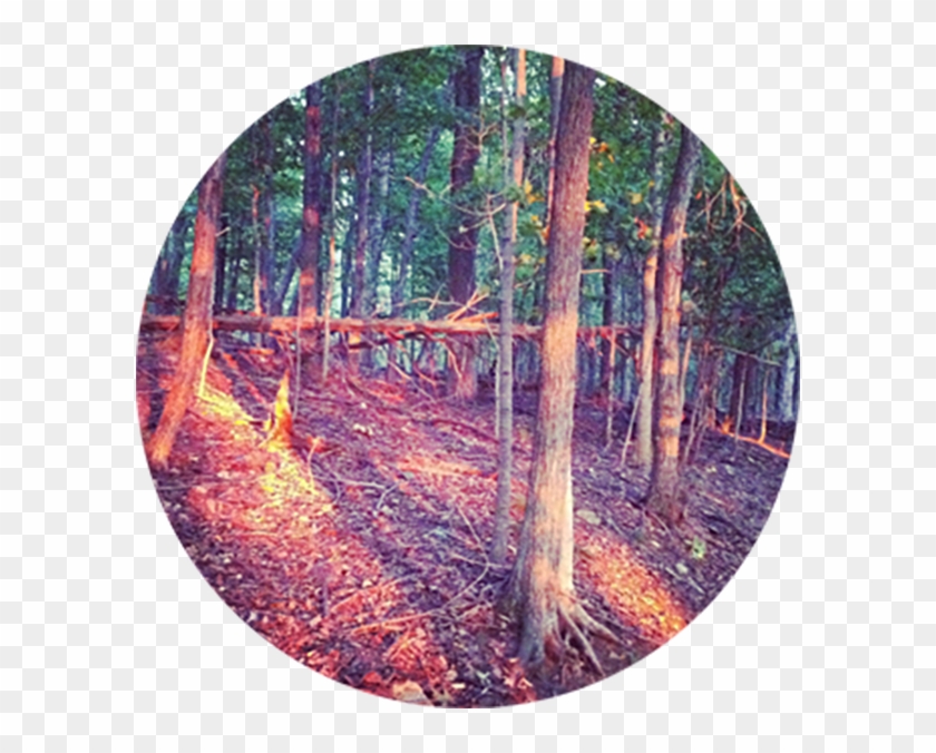 Then Came The Morning Like A Light Through The Tress - Grove Clipart #1510354