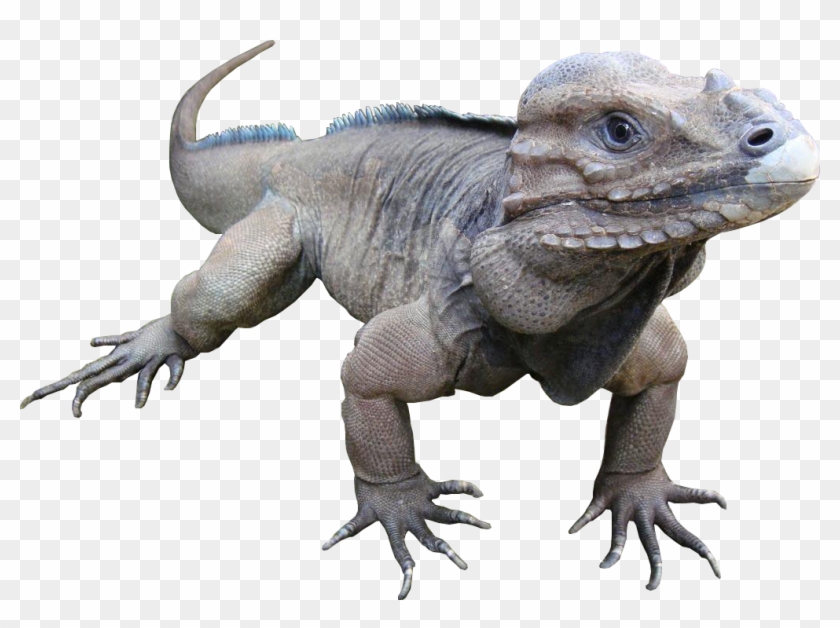 Animala Rare Rhinoceros Iguana - Rhinoceros Iguana Png Clipart #1510490