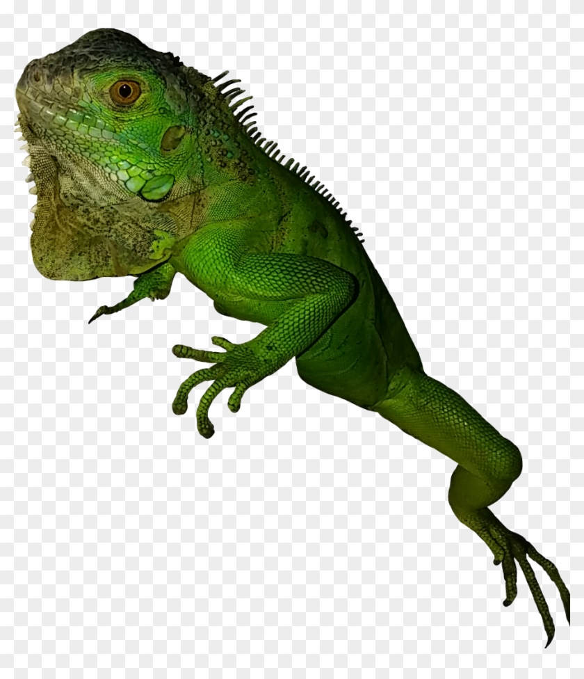 Vector Library Library Greeniguana Rettile Green Esotico - Green Iguana Clipart