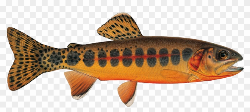 Sign Up For Season - California Golden Trout Clipart #1510922