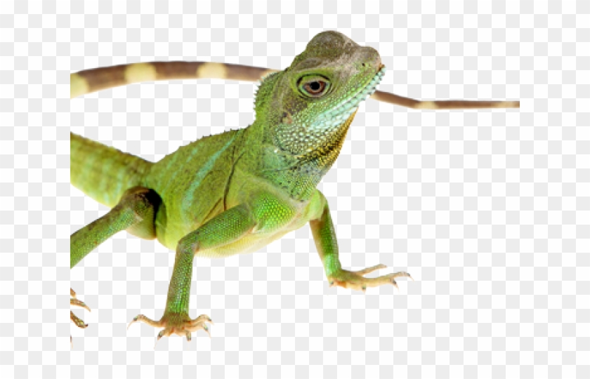 Featured image of post Iguana Clipart Transparent Background In this category iguana we have 13 free png images with transparent background