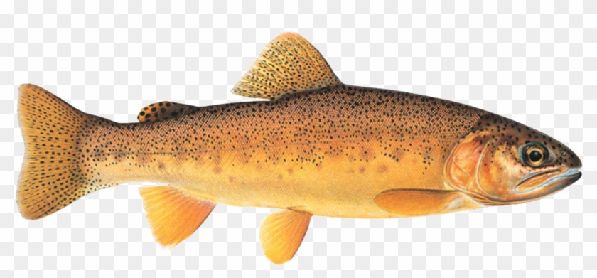 Sign Up For Season - Fish Clipart