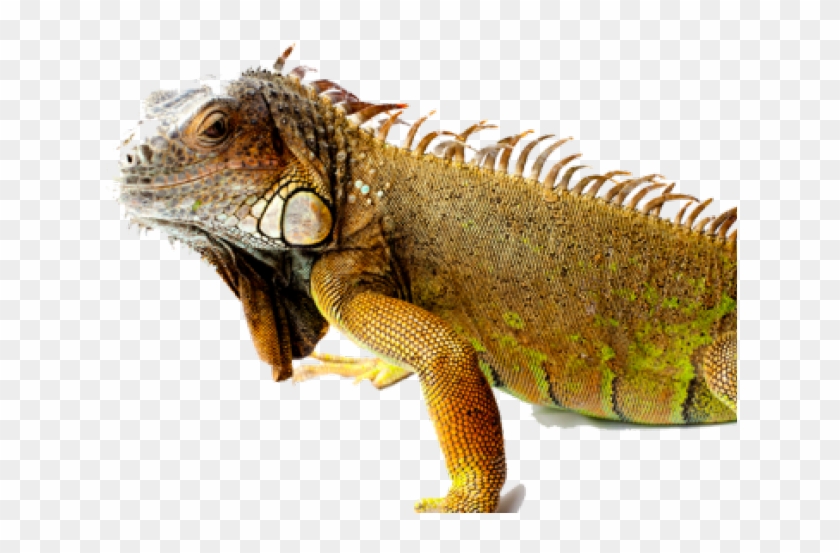 Green Iguana Clipart Transparent Background - Marine Iguana No Background - Png Download