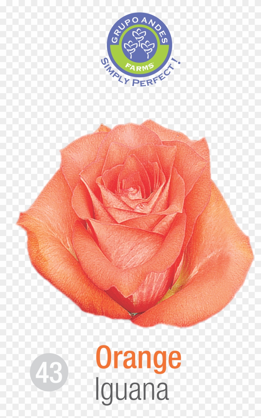 Rosa Variedad Iguana Grupo Andes Farms - Variedad De Rosa Salma Clipart