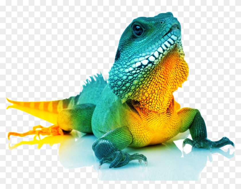 Brand Development - Common Chameleon Clipart #1511628