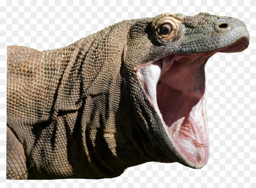 Komodo Dragon Clipart