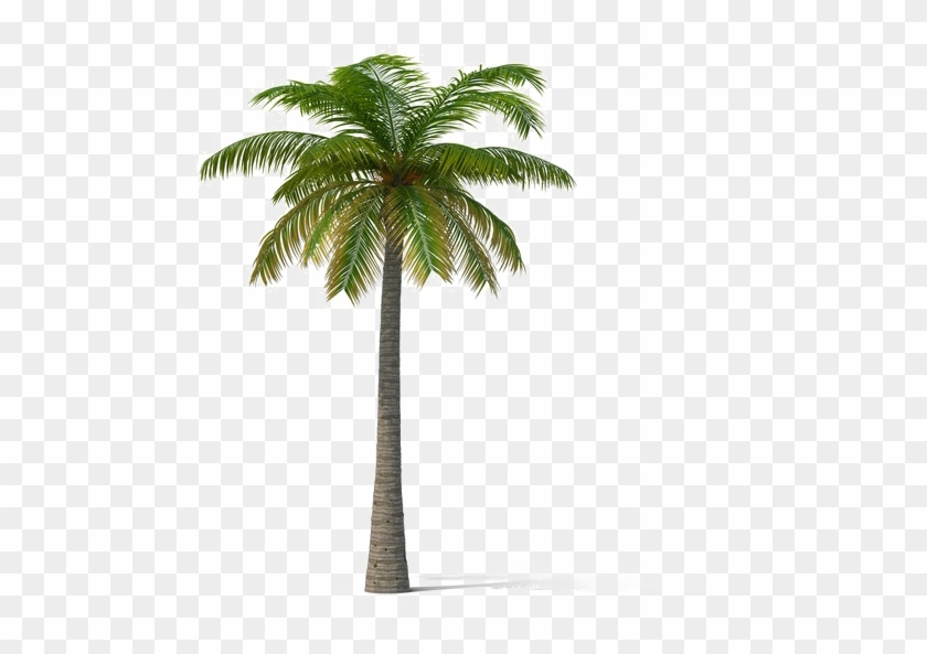 Coconut Tree Transparent - Date Trees Transparent Clipart #1513878