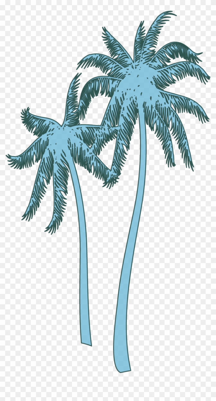 Coconut Tree , Png Download - Roystonea Clipart #1513913