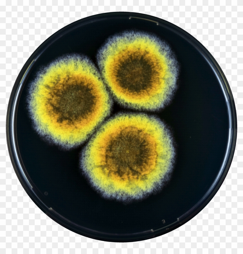 Aspergillus Cibarius Yes - Circle Clipart #1514255