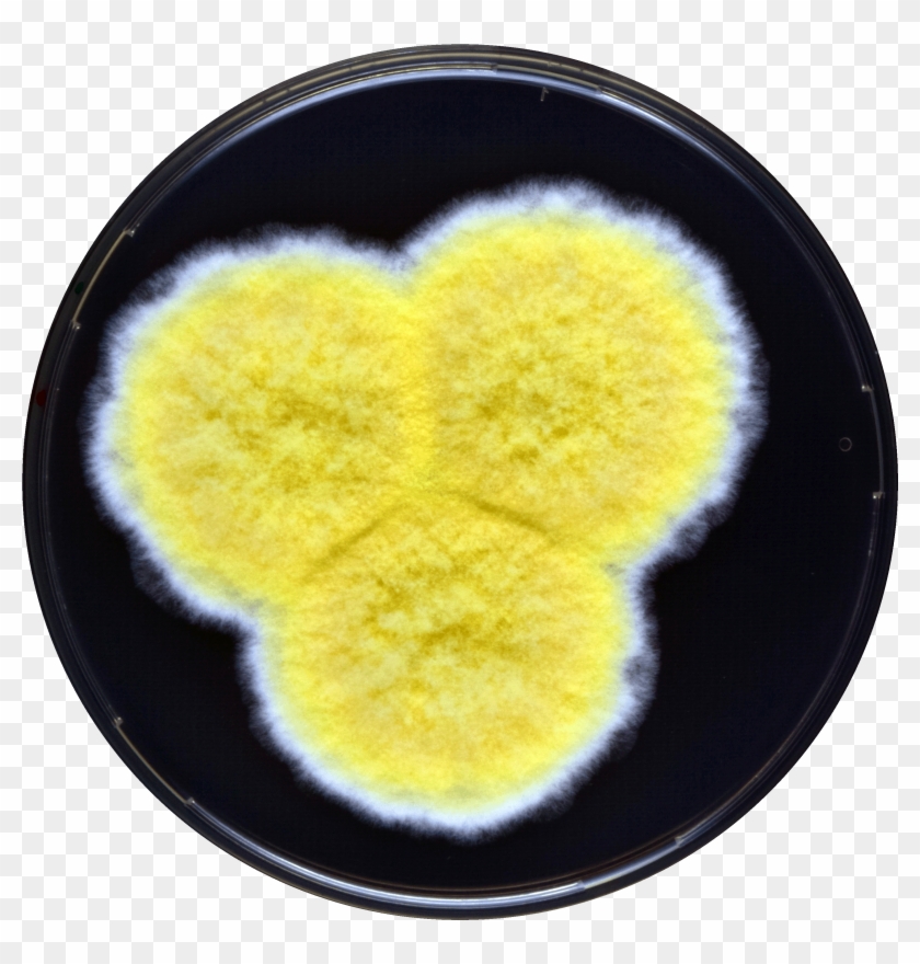 Aspergillus Caperatus Yes - Heart Clipart #1514433