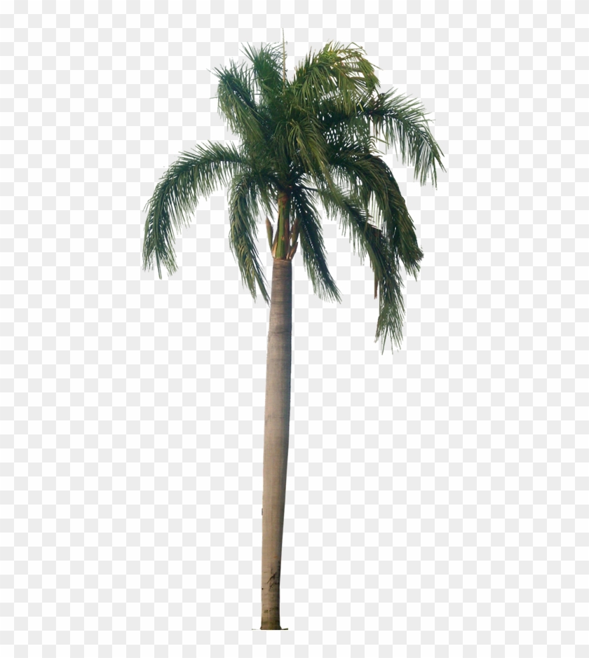 434 X 859 8 - Royal Palm Tree Png Clipart