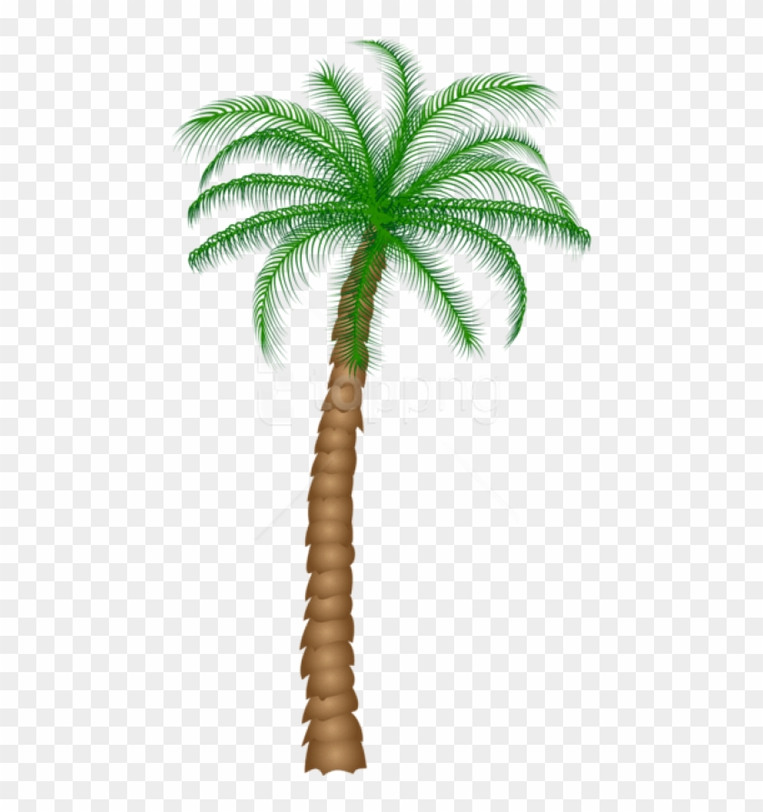 Free Png Download Palm Tree Png Images Background Png - Real Palm Tree Transparent Background Clipart
