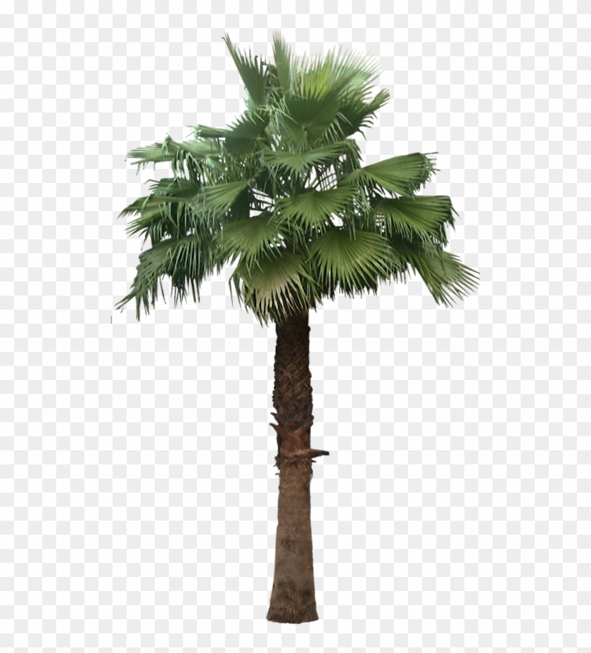 527 X 855 7 - Washingtonia Robusta Palm Png Clipart #1514546