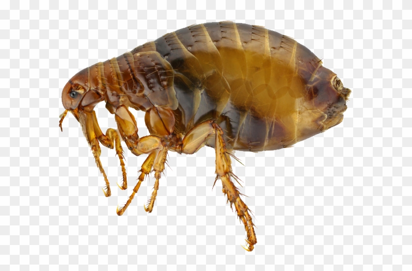 Common Flea Clipart #1515204